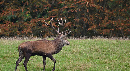 Dekselse winter pannetjes