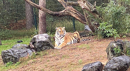 Op safari in de Beekse Bergen