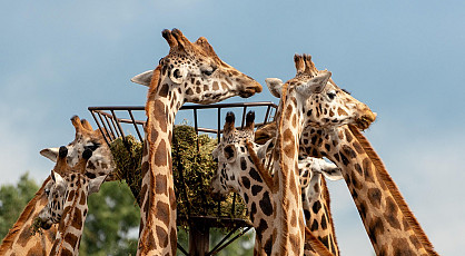 Op safari in de Beekse Bergen