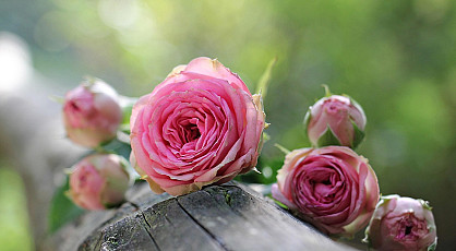 Rozen en lunchen in de Abdij