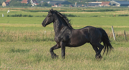 Friese paarden met dressuur - NIEUW