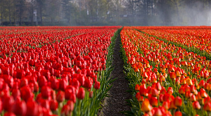 Kleurenpracht bij Tulip Experience