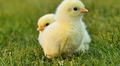 De kip of 't Ei & Paassfeer - NIEUW