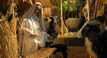 Kerststal in de Sint Jan en Bossche Bol
