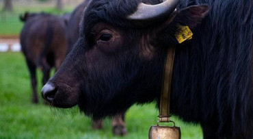 Waterbuffels in Brabant