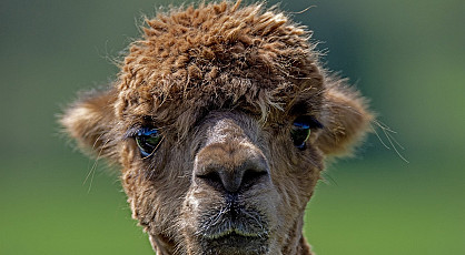 Meet & Greet bij de Alpaca's - NIEUW