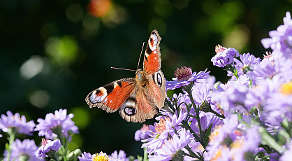 River of Dreams- Pantropica