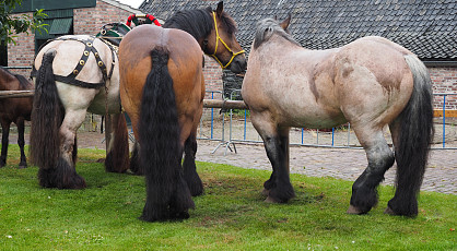 De Locht, een dorp vol verhalen