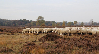 Snert en stamppot festival