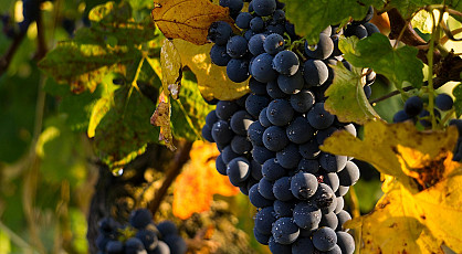 Herfstkleuren en wijnproeverij Veluwezoom